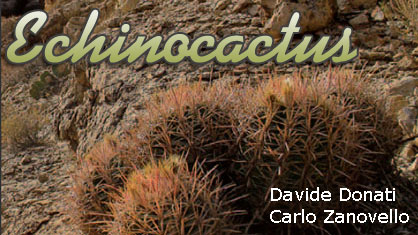 Echinocactus Donati