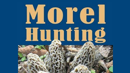 Morel Hunting