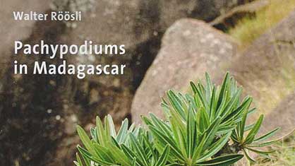 pachypodiums roosli